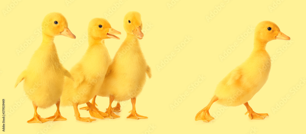 Cute ducklings on color background