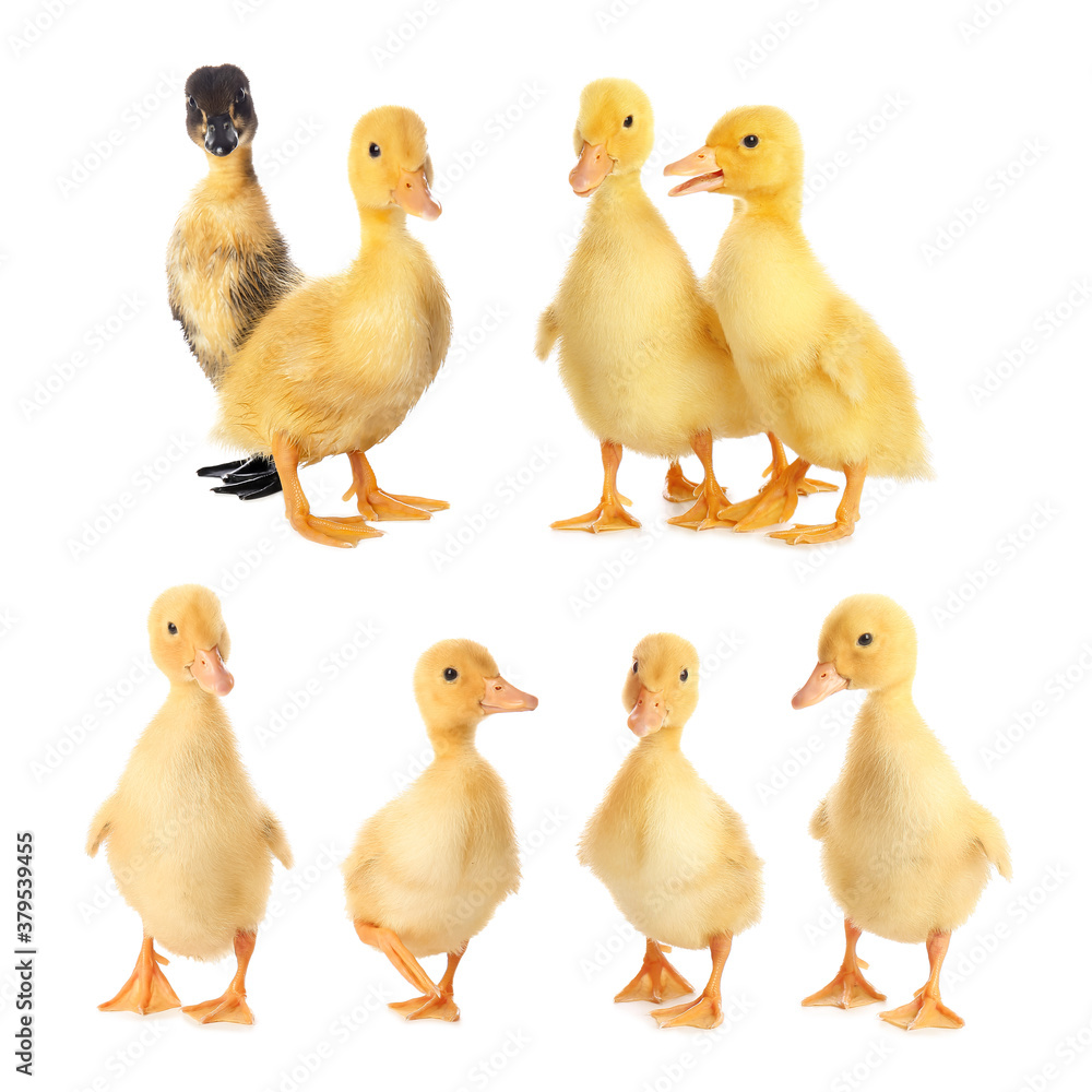 Cute ducklings on white background