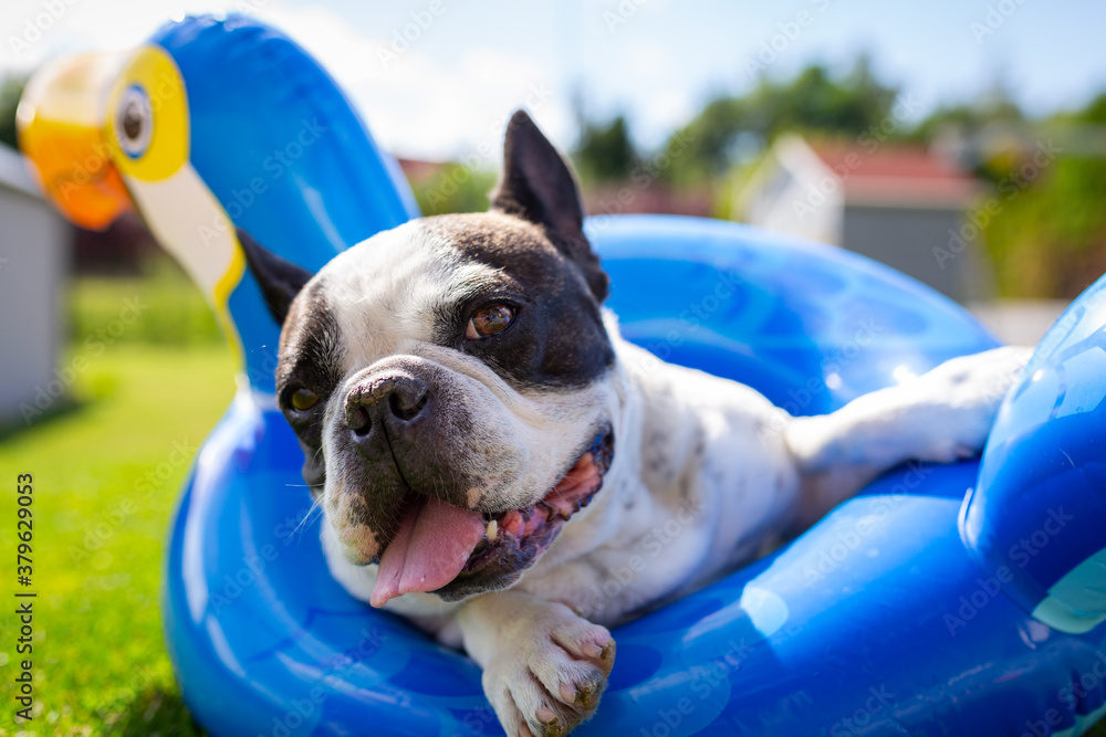 French bulldog resting on an inflatable wheel at the garden