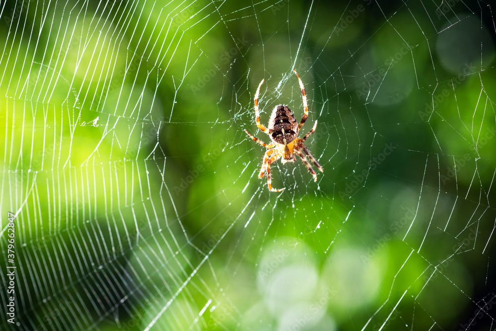 Spider on spider web on blurred green trees background. Macro shot. Insect photography