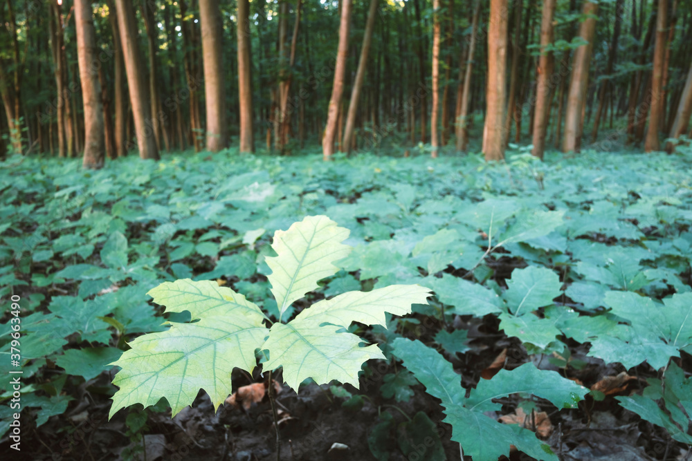 Young oak stree seedlings in oak forest. Nature woods and trees background