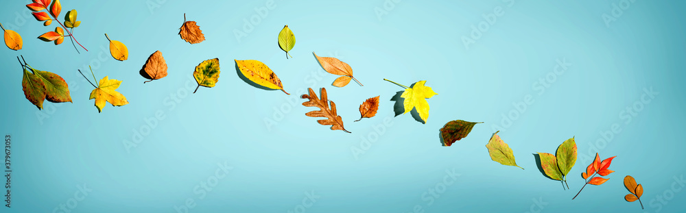 Colorful autumn leaves overhead view - flat lay