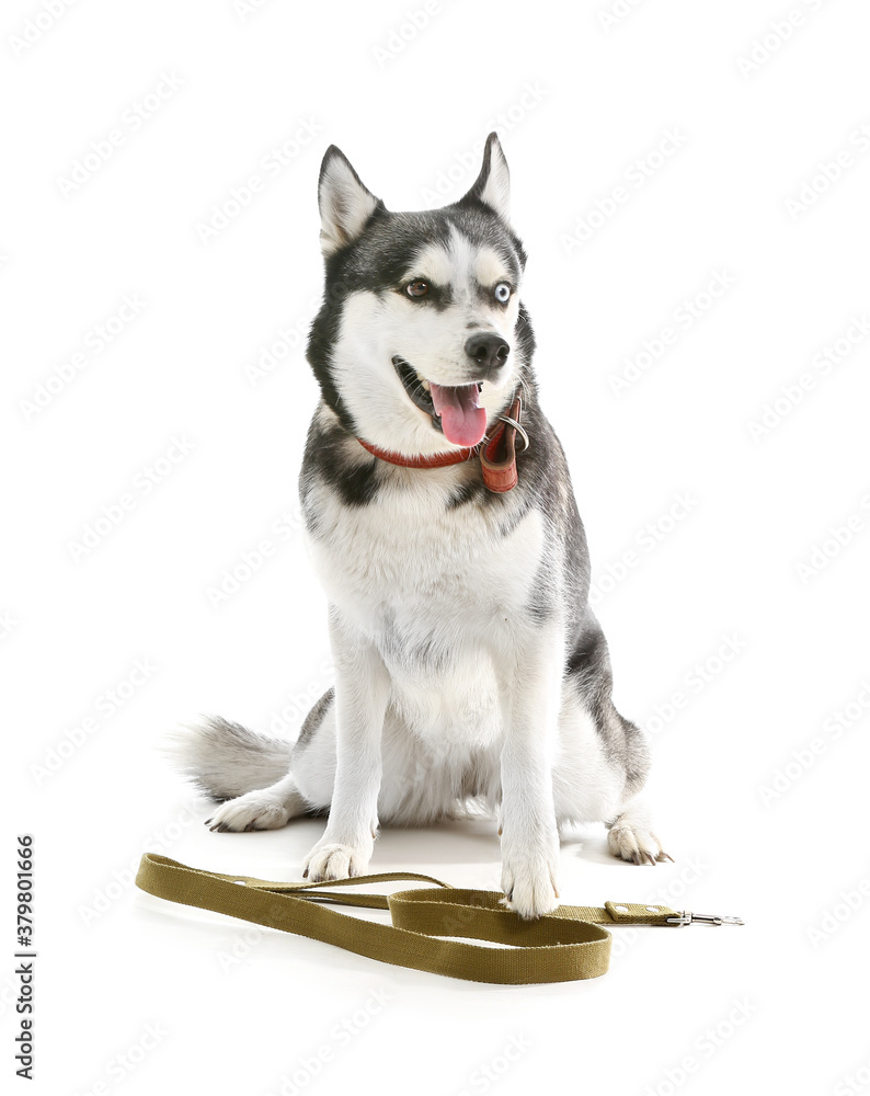 Cute Husky dog with leash on white background