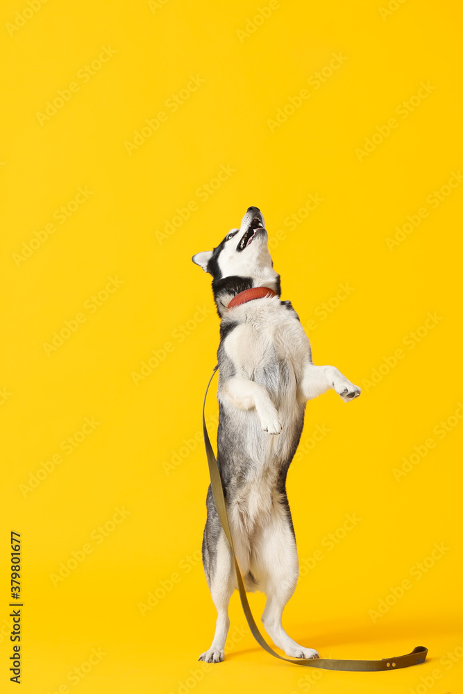 Cute Husky dog with leash on color background