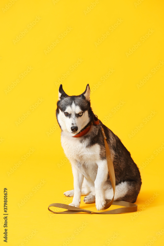 Cute Husky dog with leash on color background