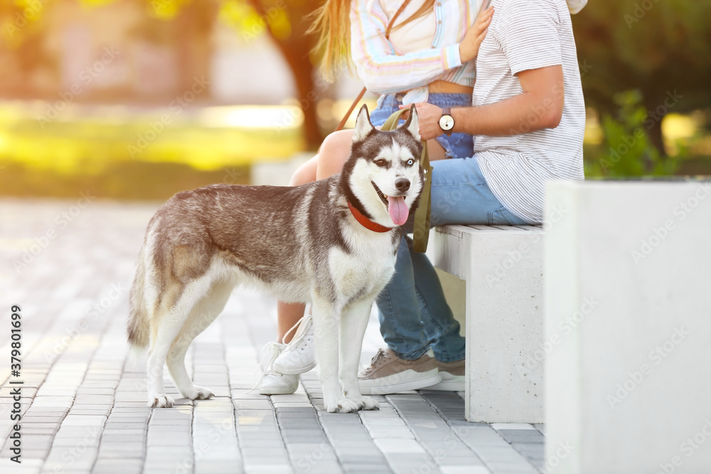 Young couple with cute Husky dog in park