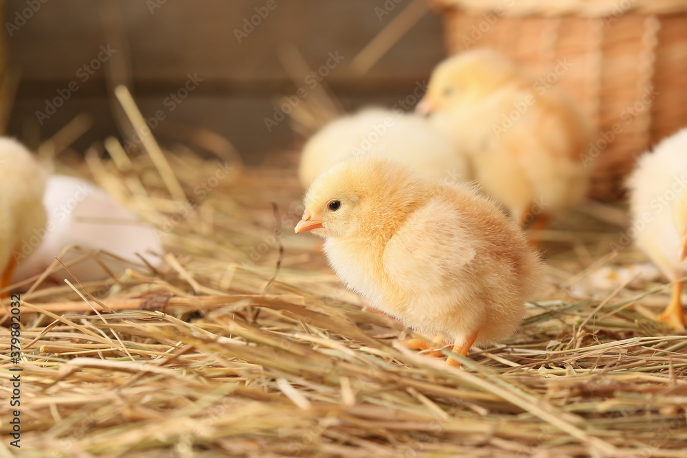 Cute little chicks on the farm