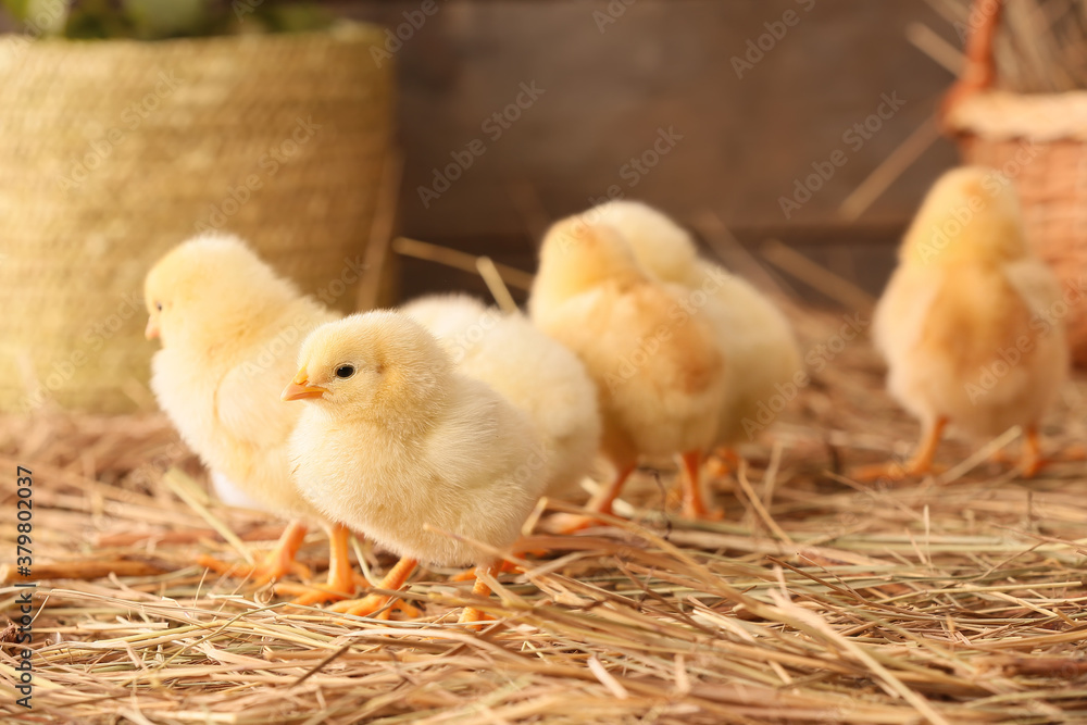 Cute little chicks on the farm