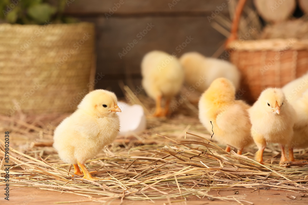 Cute little chicks on the farm