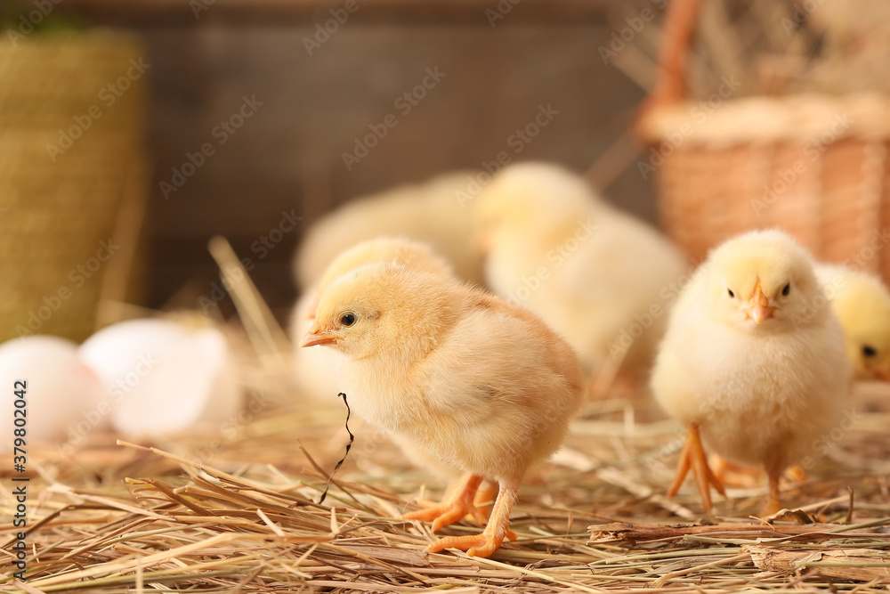 Cute little chicks on the farm