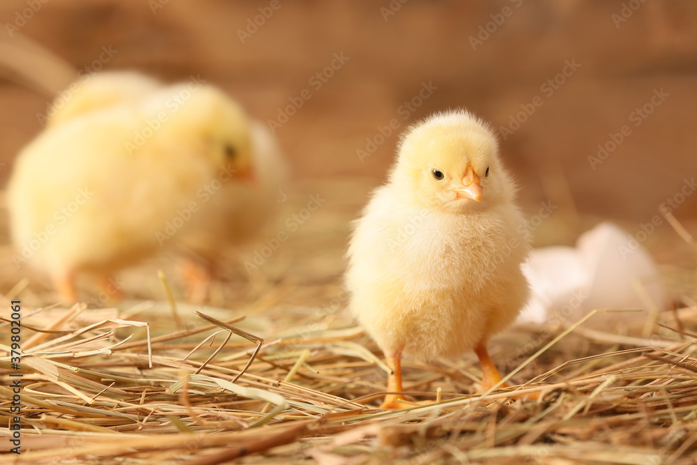 Cute little chicks on the farm