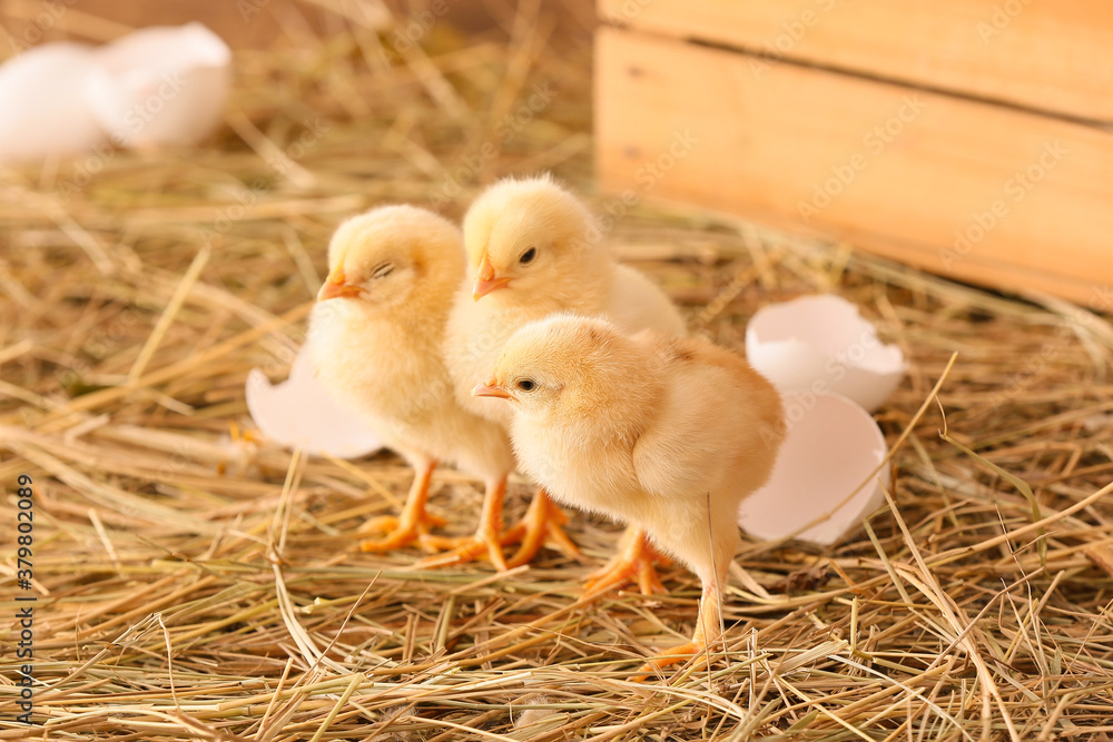 Cute little chicks on the farm