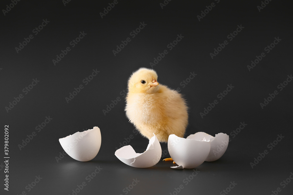 Cute hatched chick on dark background