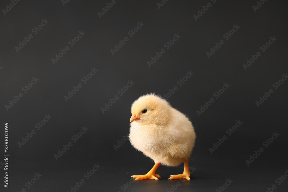 Cute little chick on dark background