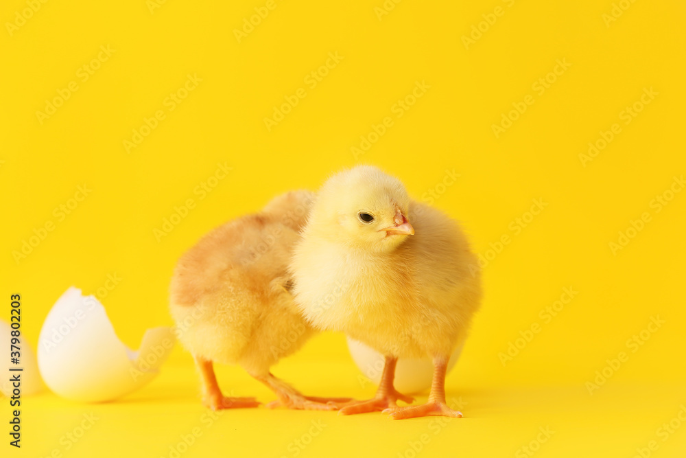 Cute hatched chicks on color background