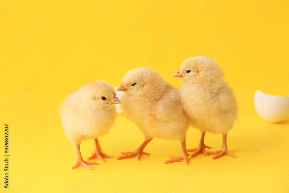 Cute hatched chicks on color background