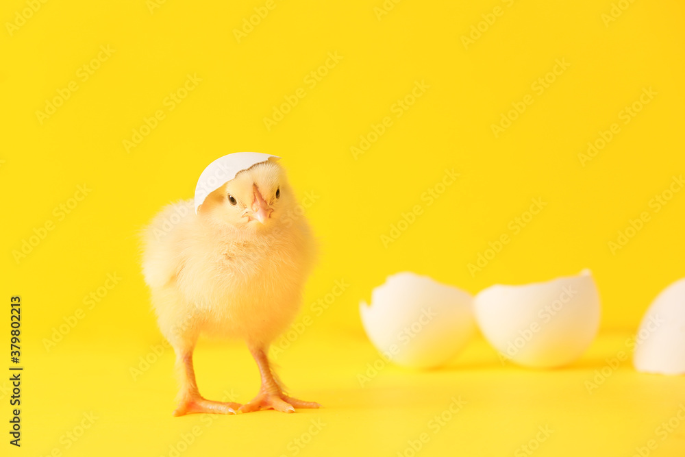 Cute hatched chick on color background