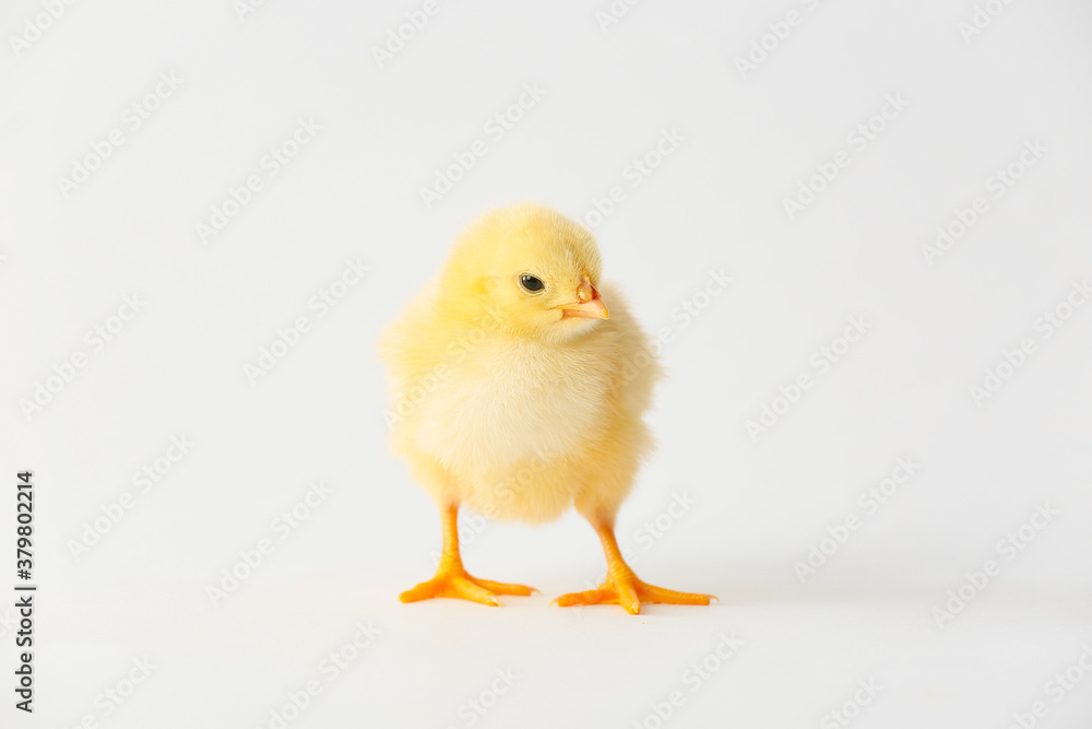 Cute funny chick on light background