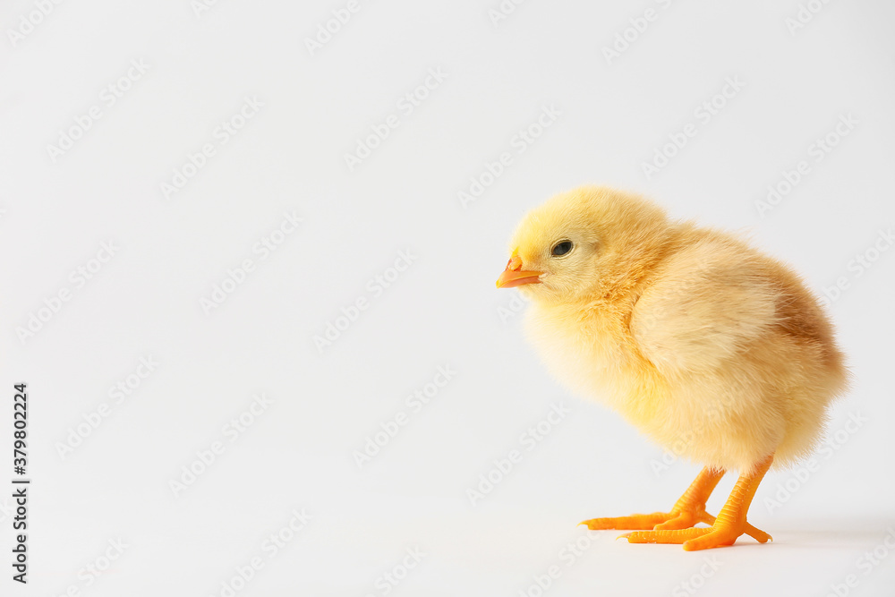 Cute funny chick on light background