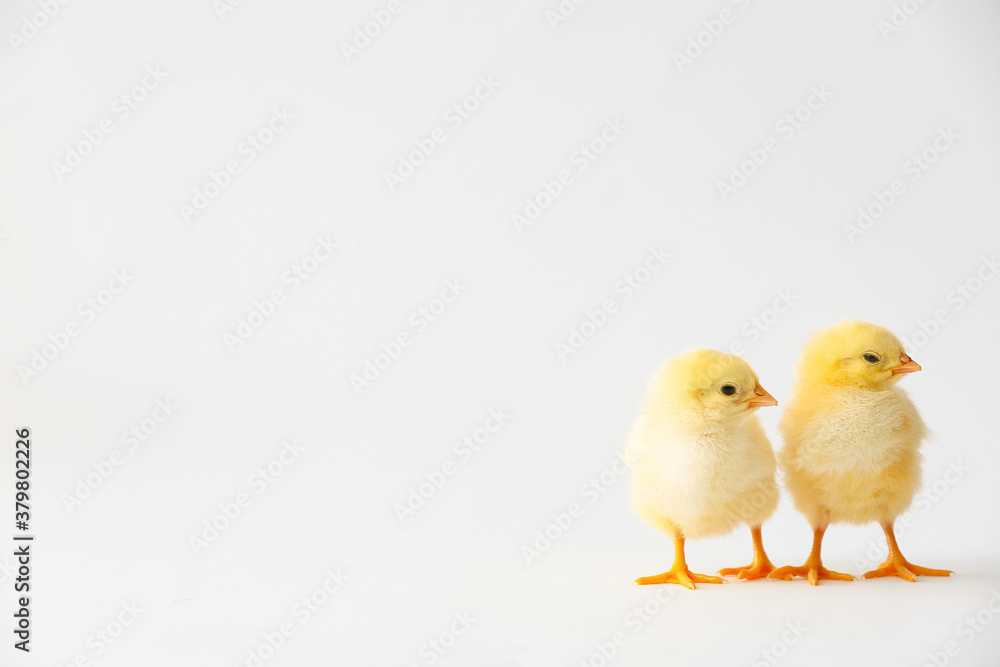 Cute hatched chicks on light background