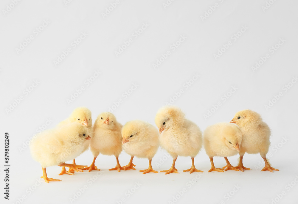 Cute hatched chicks on light background