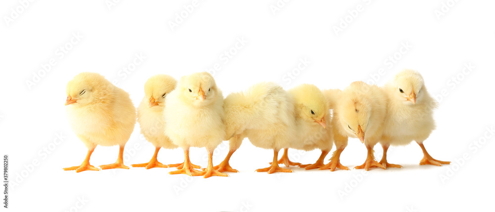 Cute hatched chicks on light background