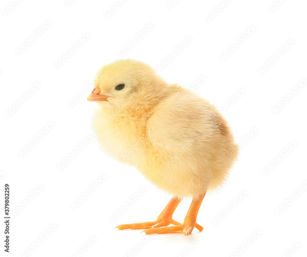 Cute funny chick on white background