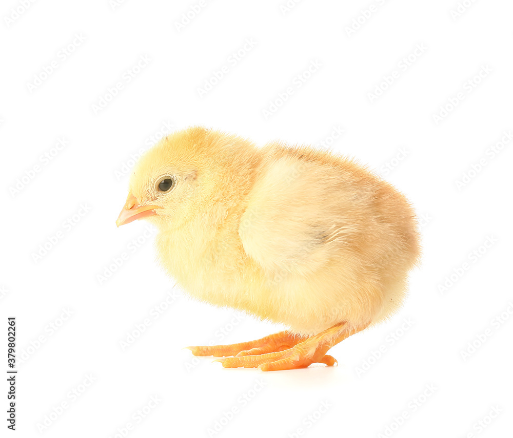 Cute funny chick on white background