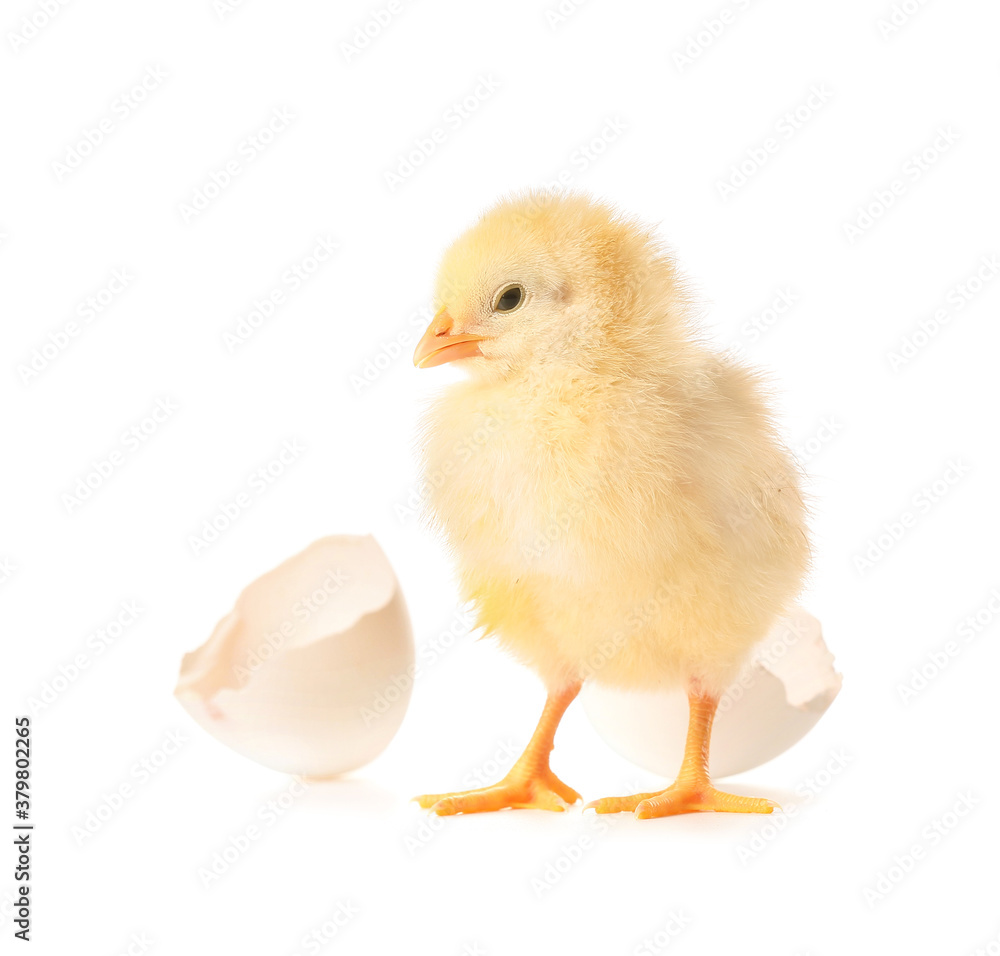 Cute hatched chick on white background