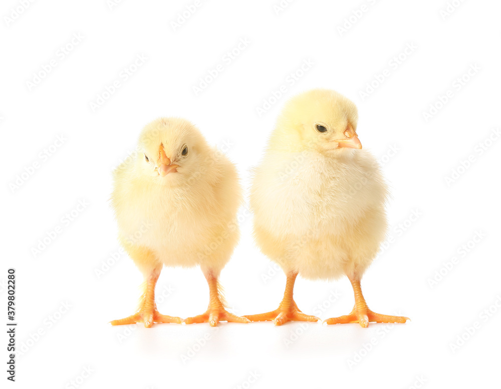 Cute funny chicks on white background