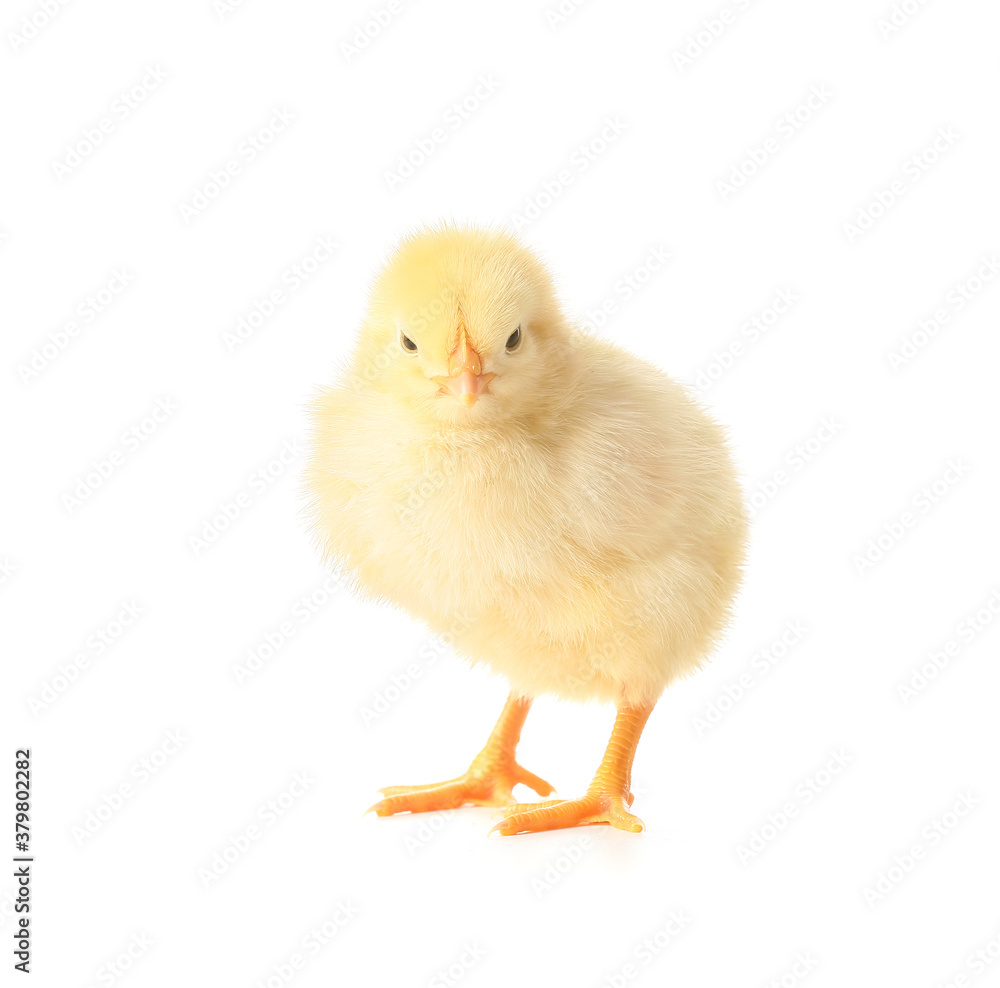 Cute funny chick on white background