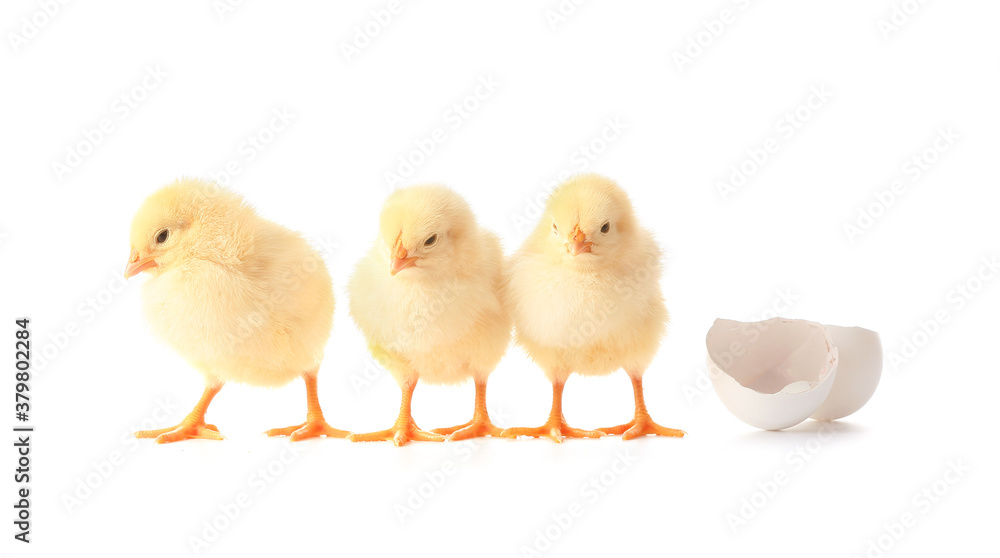 Cute hatched chicks on white background