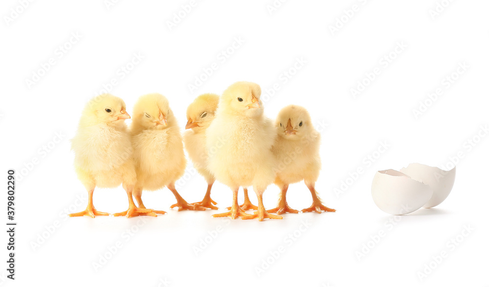 Cute hatched chicks on white background