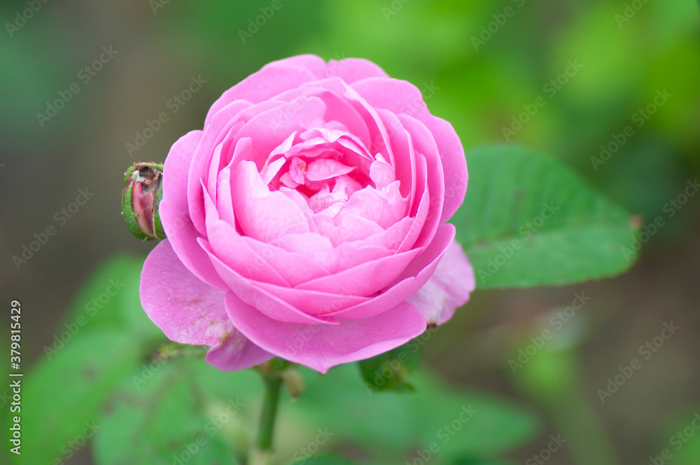 Pink Rose flower on green background in the garden. Botanical photography for illustration of Rose