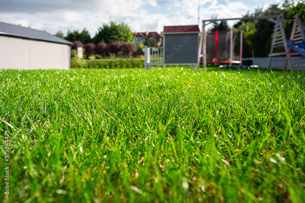 Lush grass in the garden at the house