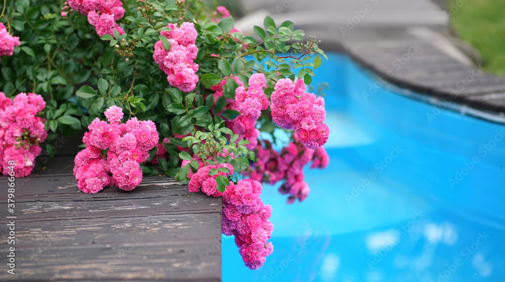 Beautiful fluffy branches of blooming rose shrub rose of Excelsa variety against the background of b