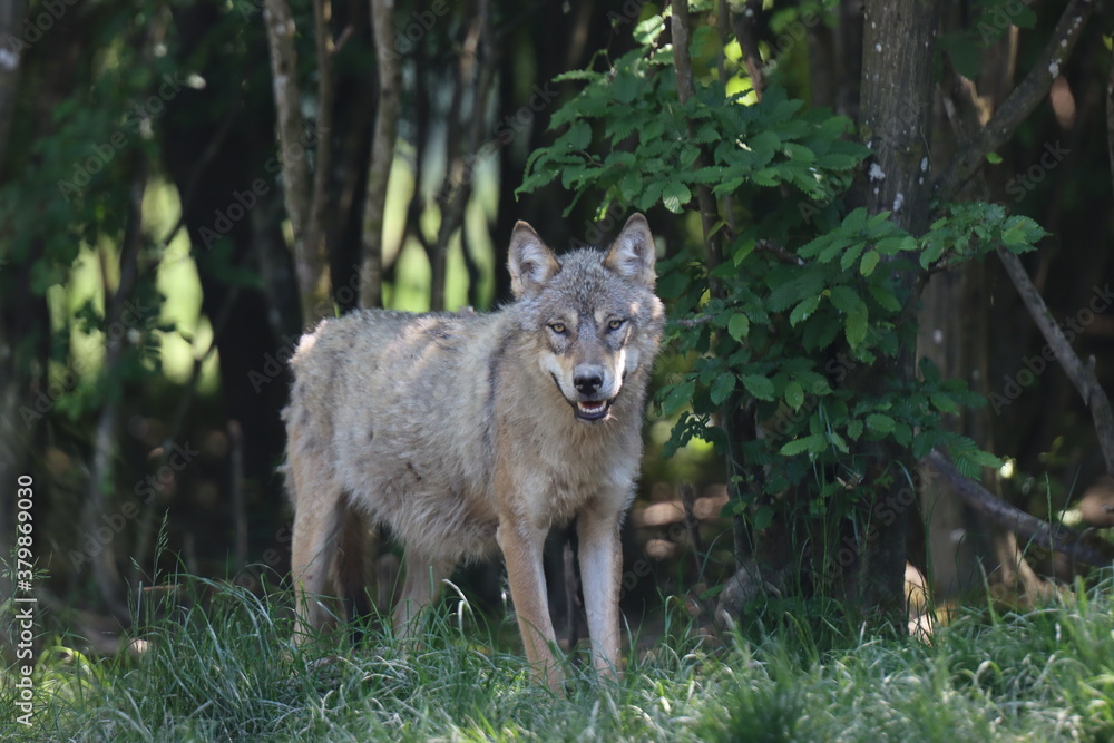 loup gris