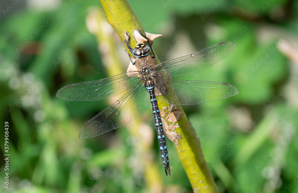 Close-up macro blue dragonfly summer nature wildlife background