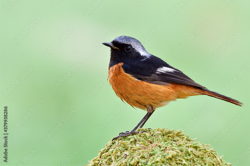 Daurian Redstart, beautiful orange belly with silver head and black face bird perching on green moss