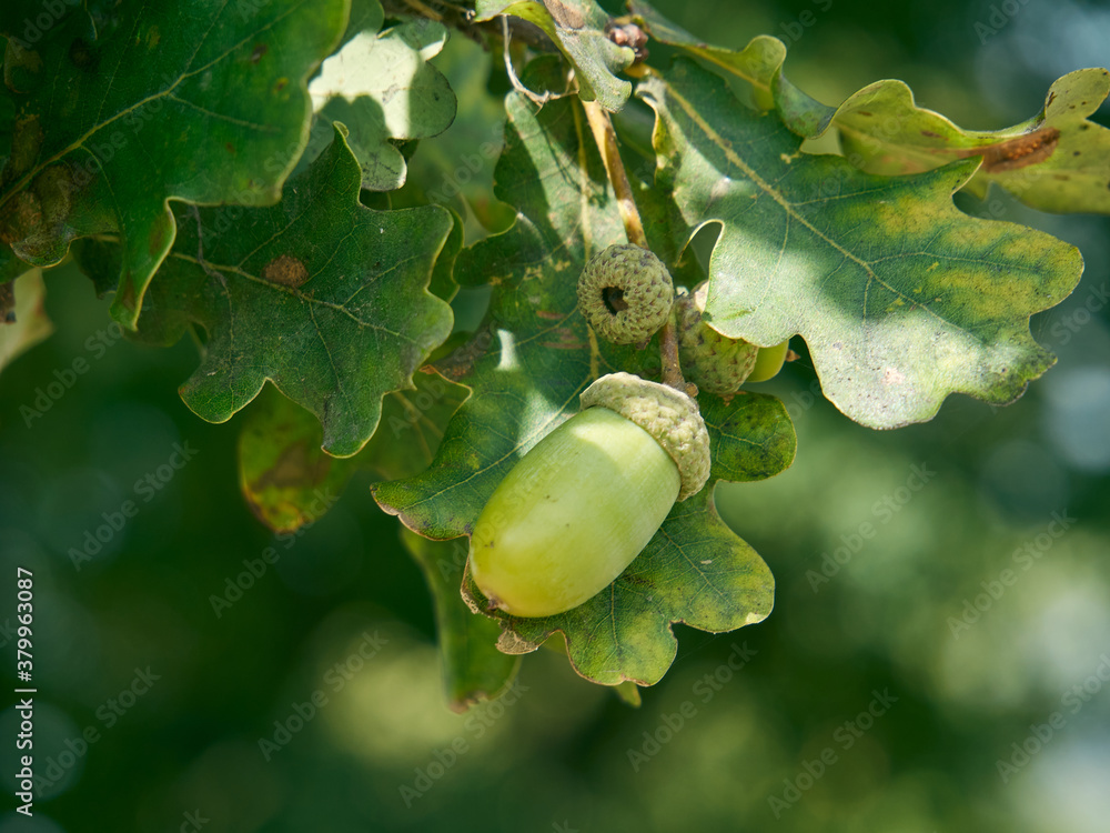 Green-yellow acorn growing between oak leaves. It heralds the coming golden autumn