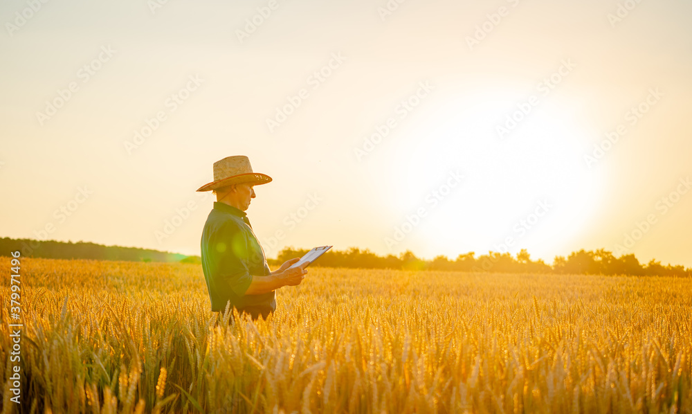 Amazing view with man who check natural organic harvest in the sunset light.