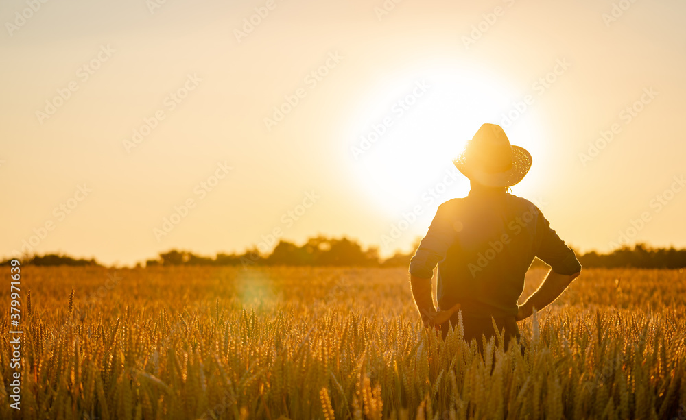 Agricultural concept. Ripe crop panorama. Cereal and sunset. Yellow colors above rich field.