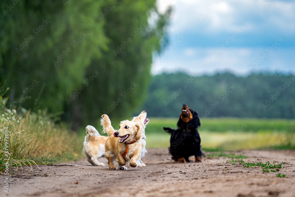 Four dogs playing outside. Pets looking above and running ahead. Nature background. Small breeds.