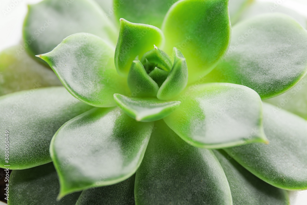 View of green succulent, closeup