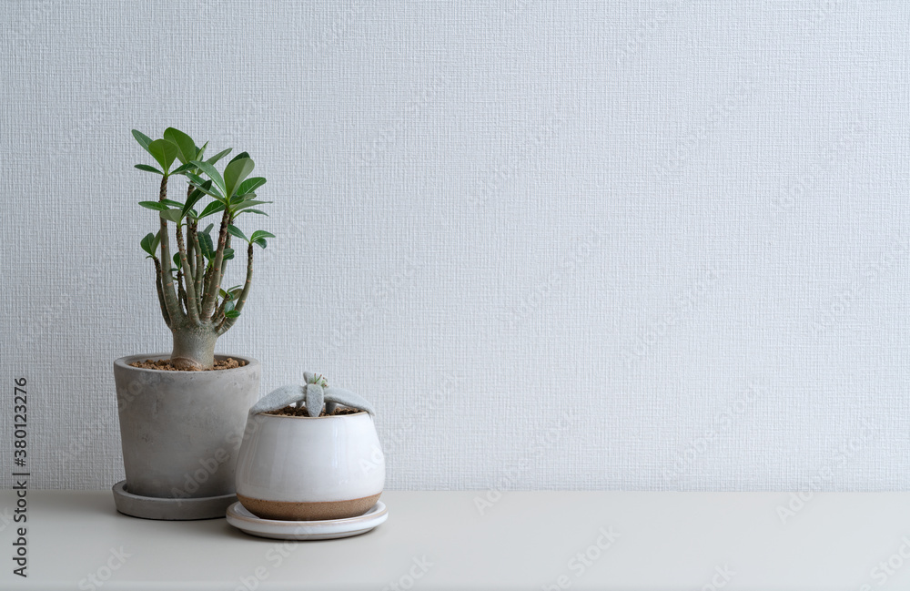 Houseplants in front of a white wall