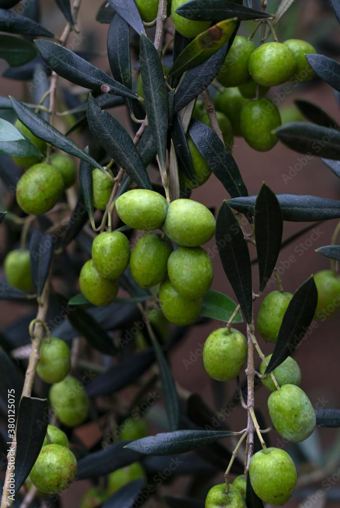 A lot of olives on the tree