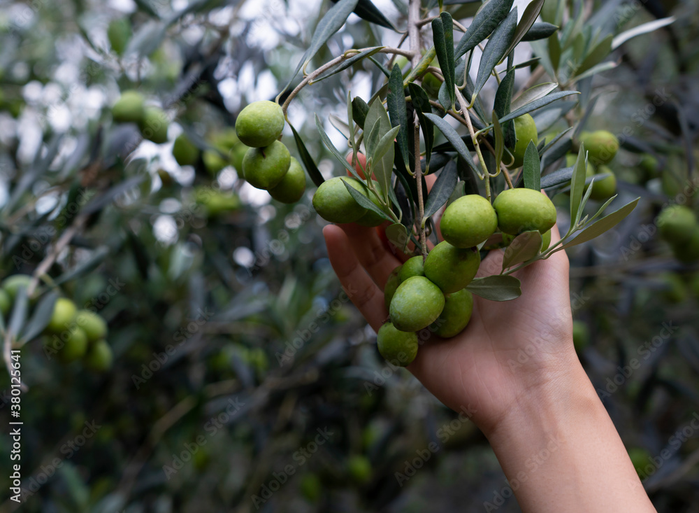 A womans hand checking the size of an olive berry