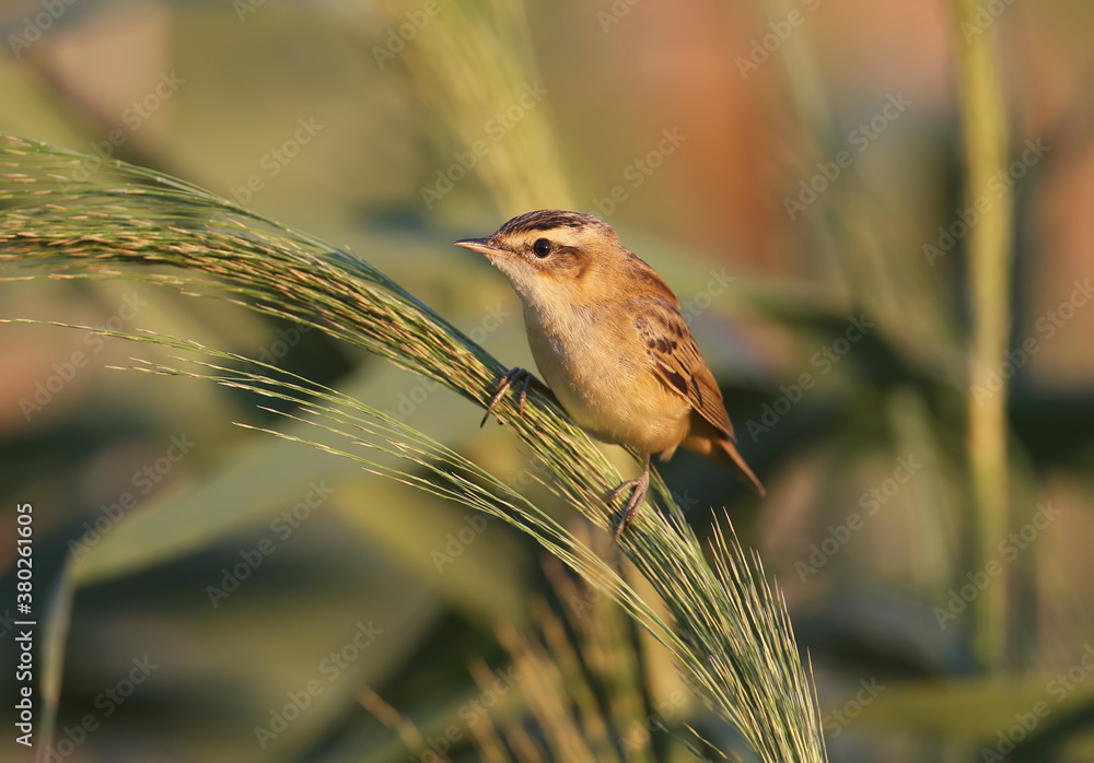 The sedge warbler (Acrocephalus schoenobaenus) is photographed close-up on a slender cane stalk in s