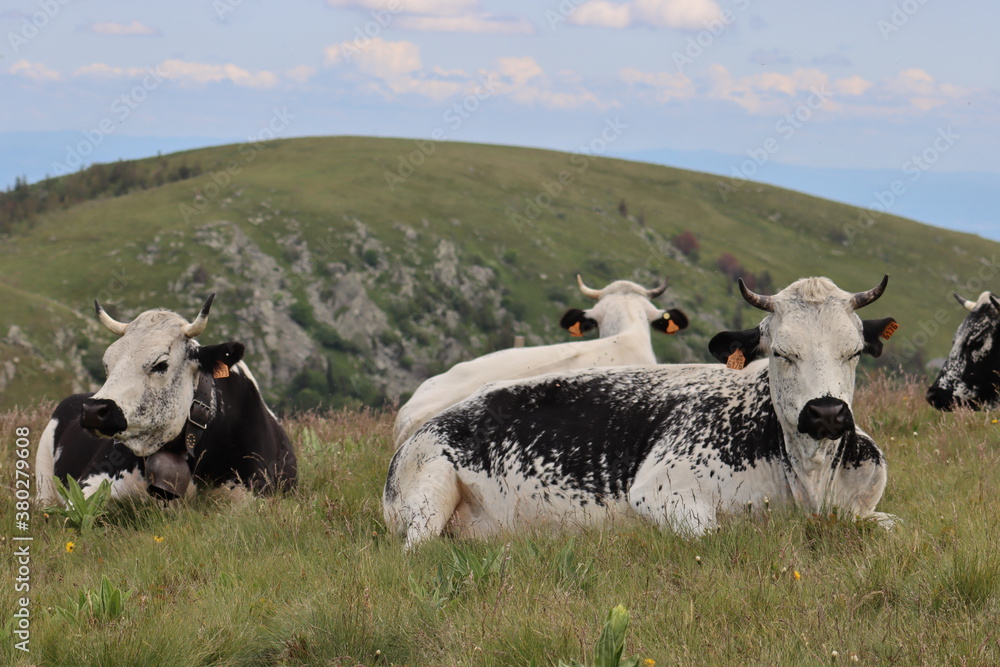 vaches vosgienne