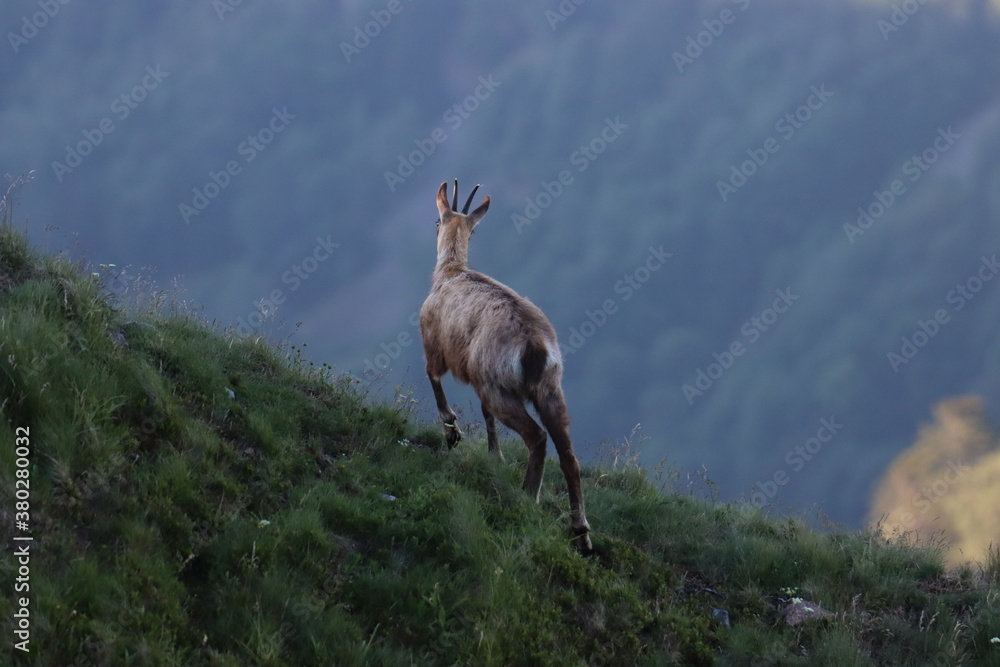 chamois vosges